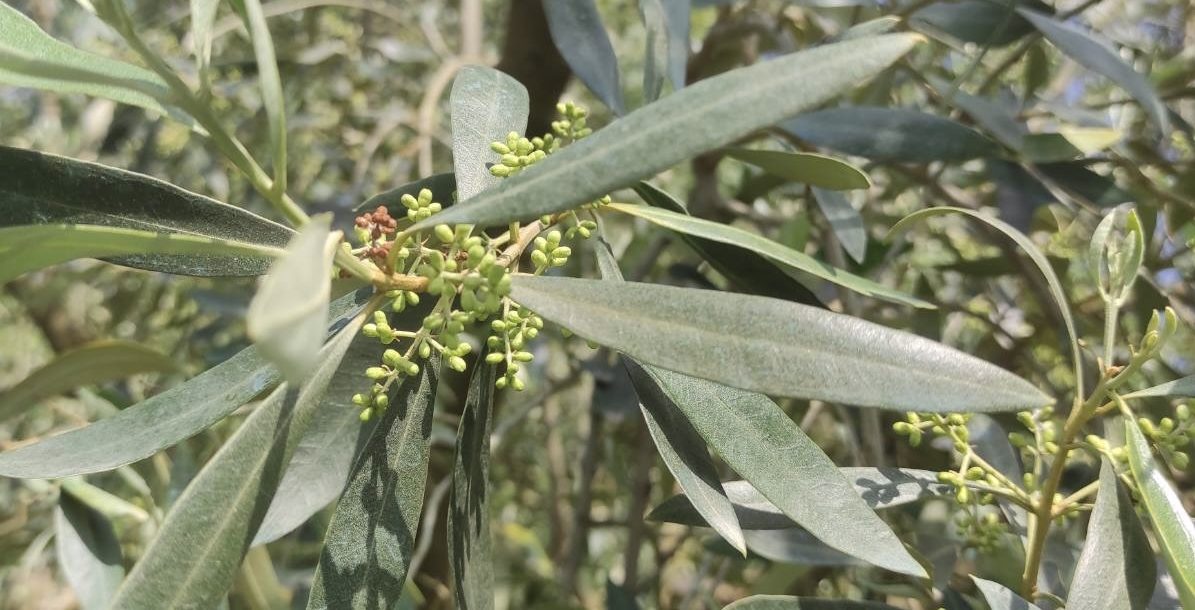 Ψηφιακό δελτίο αποστολής για ελαιοπαραγωγούς από 12.10.2026