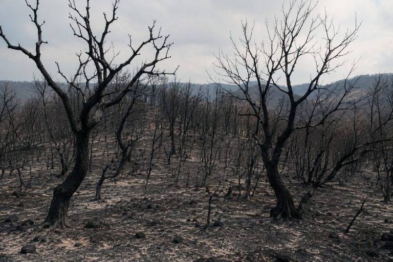 ΚΑΜΜΕΝΑ ΔΕΝΤΡΑ
