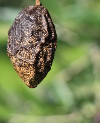 gloiosporio