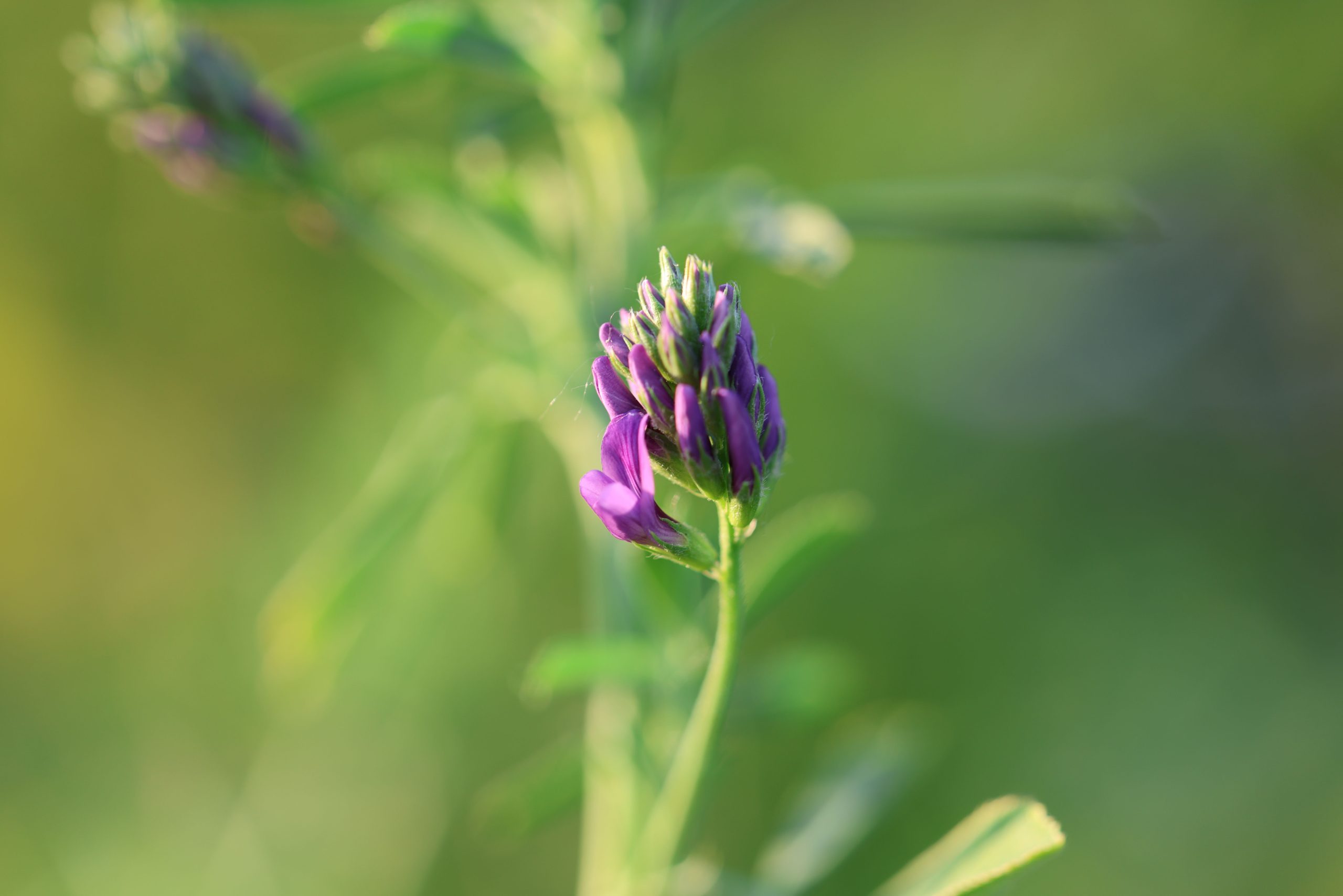 medicago sativa
