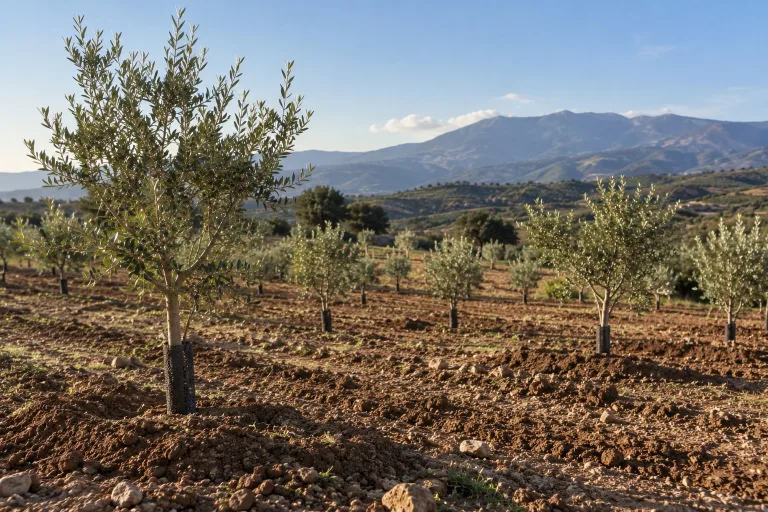 olive_grove